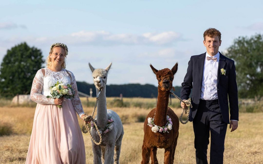 Happy Wedding with Alpacas